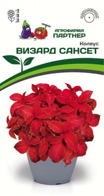 Колеус Визард Сансет