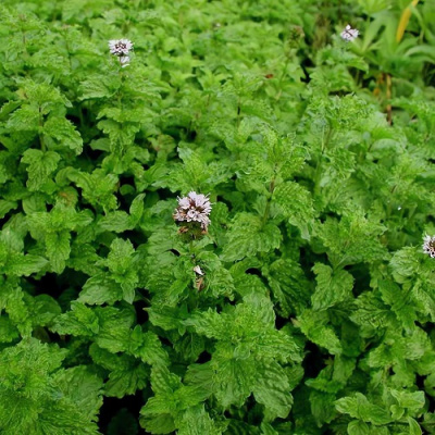 Mentha Crispa