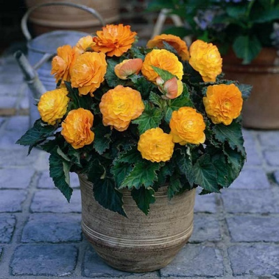 Begonia Non Stop Apricot