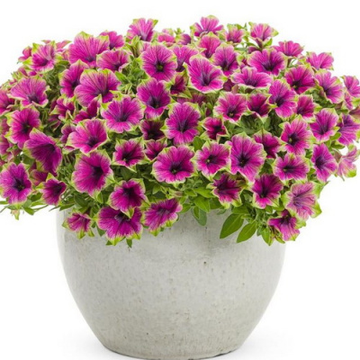 Petunia Cascadias Pitaya