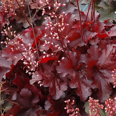 Heuchera-Forever-Red-1