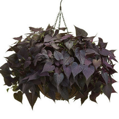 Ипомея Ред Раунд Лив (Ipomoea Red Round leave)
