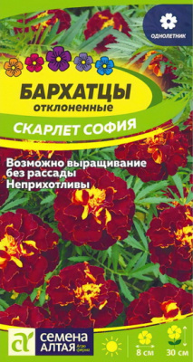 Бархатцы Скарлет София