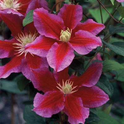 Clematis Hania