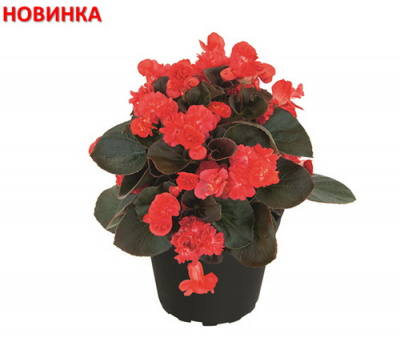 Begonia COCO Red