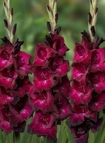 Gladiolus Ravel