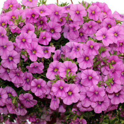 Calibrachoa Kali Malve