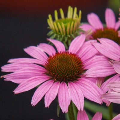 Echinacea Fountain Light Purple_1