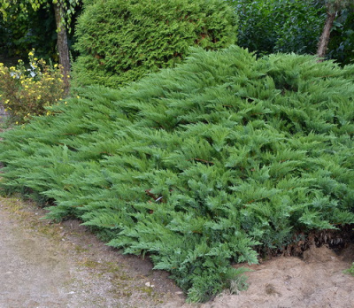 Juniperus sabina Tamariscifolia