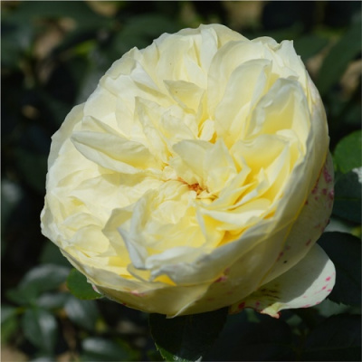 Rose Bagatelle