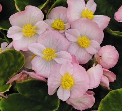 Premium Appelblossom