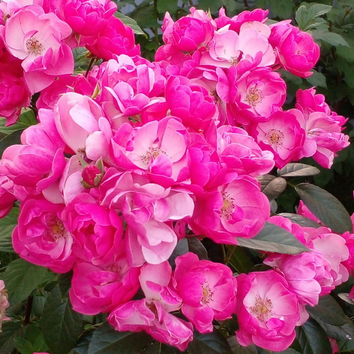 Rosa Angela_5