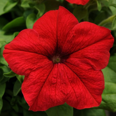 Petunia Lupo Red Veined