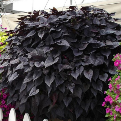 Ipomoea Black Tone