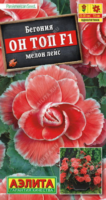 Бегония Он Топ мелон лейс