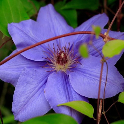 Clematis Hybrida Sieboldii (1)