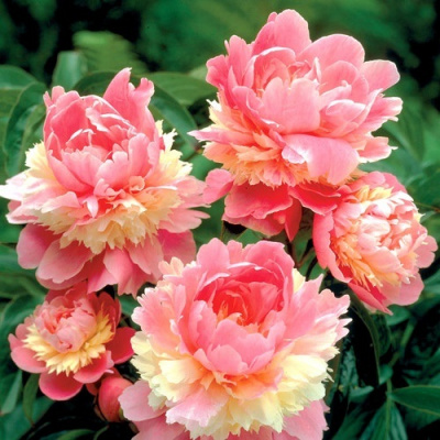 Paeonia Sorbet
