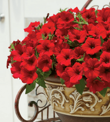 Petunia Surfinia Deep Red