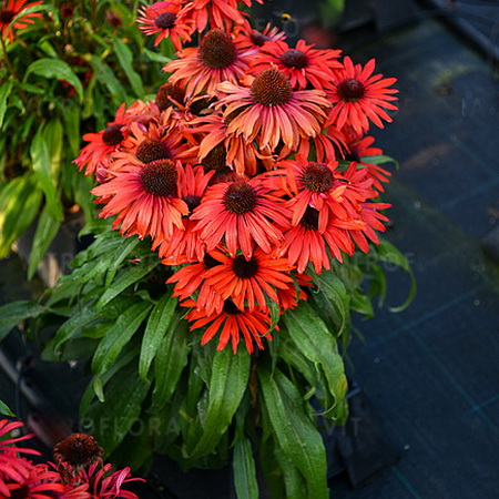 Echinacea Fountain Red_1