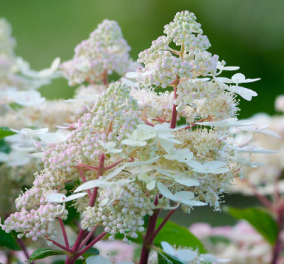 Hydrangea paniculata Early Harry