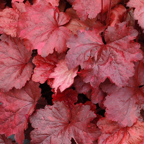 Heuchera Galaxy_1