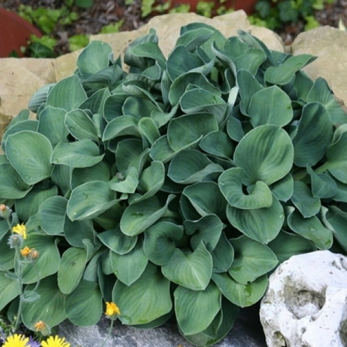 Hosta Blue Mause Ears_4