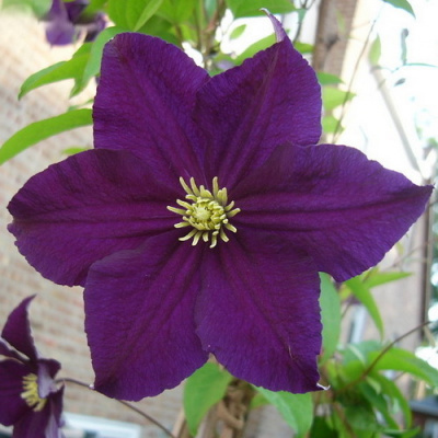 Клематис  VIOLA