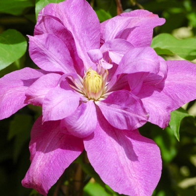 Clematis Dorothy Tolver