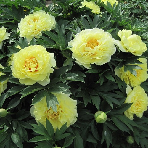 Paeonia Bartzella_3