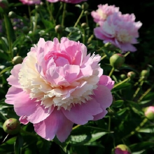 Paeonia Sorbet_3