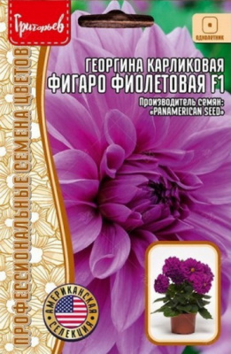 Георгина Фигаро махровая фиолетовая