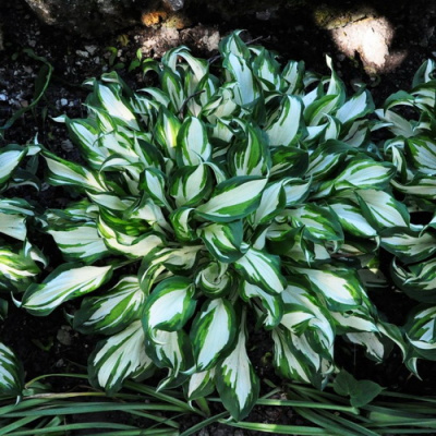 Хоста Undulata Mediovariegata