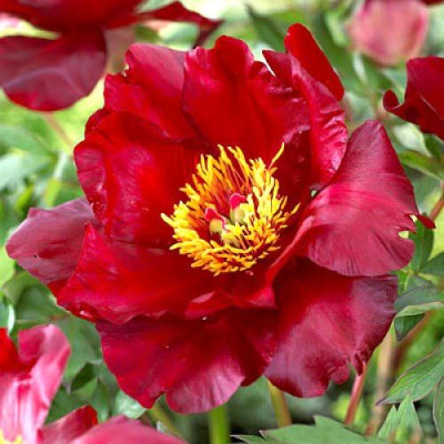 Paeonia Scarlet Heaven_0