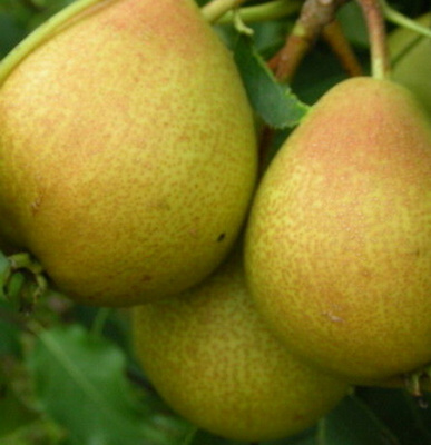 Груша Желанная
