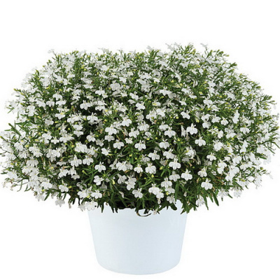 Lobelia Glow White Lightning