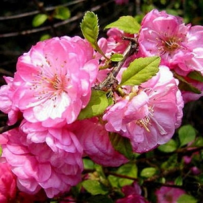 Prunus triloba Rosenmund