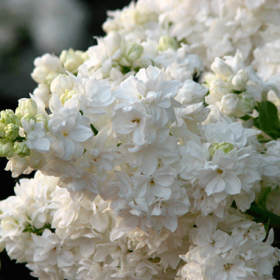 Syringa vulgaris Monique Lemoine