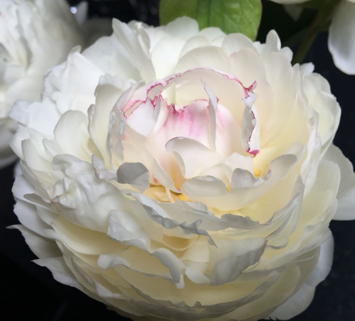 Paeonia Moon Over Barrington_4