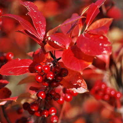 Aronia arbutifolia Brillant