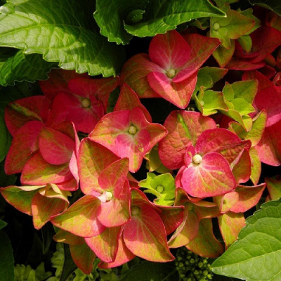 Hydrangea macrophylla 'AB Green Shadow' Noble