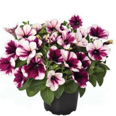 Петуния Sweetunia Purple Touch