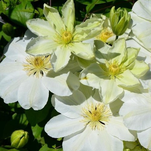 Clematis Guernsey Cream_4