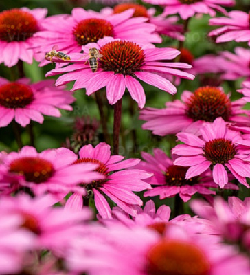 Echinacea SunMagic Vintage Fuchsia