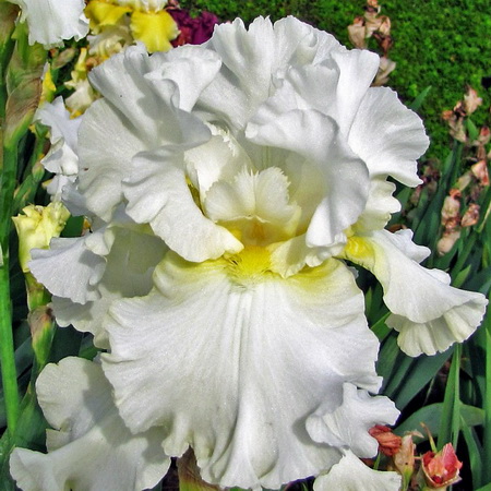 Iris Elizabeth Poldark