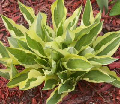 Hosta Yellow Polka Dot Bikini