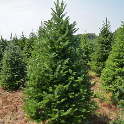 Abies balsamea_1