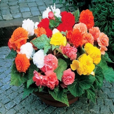Begonia tub Fortune Compact Mix