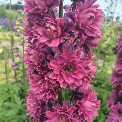 Delphinium Highlander Flamenco