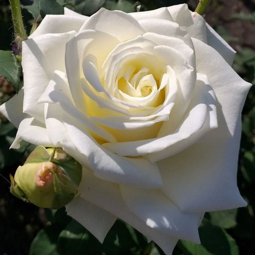 Rosa Akito_2