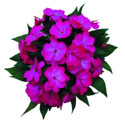 Impatiens NG Paradise Dark Betio
